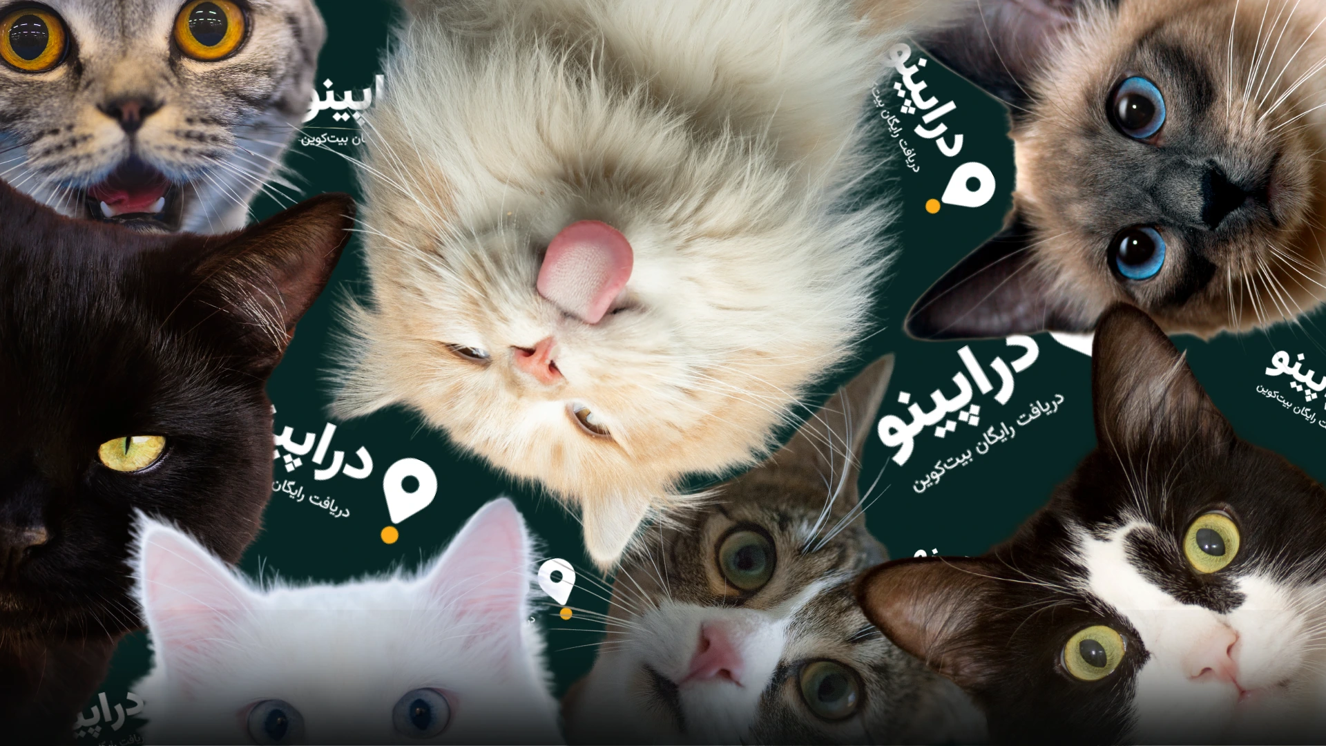 مراحل شرکت در ایردراپ کتز (CATS)